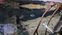 Doktorfisch, wahrscheinlich ein Augenstreifen-Doktorfisch (Acanthurus dussumieri)